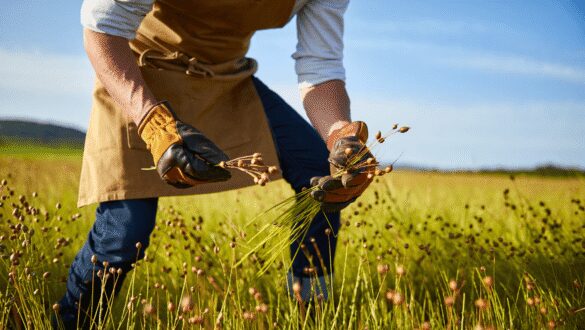 A close-up shot of a pile and a container of brown colored ovule, beside blue flowers on thin stems, showcasing how to grow flaxseeds