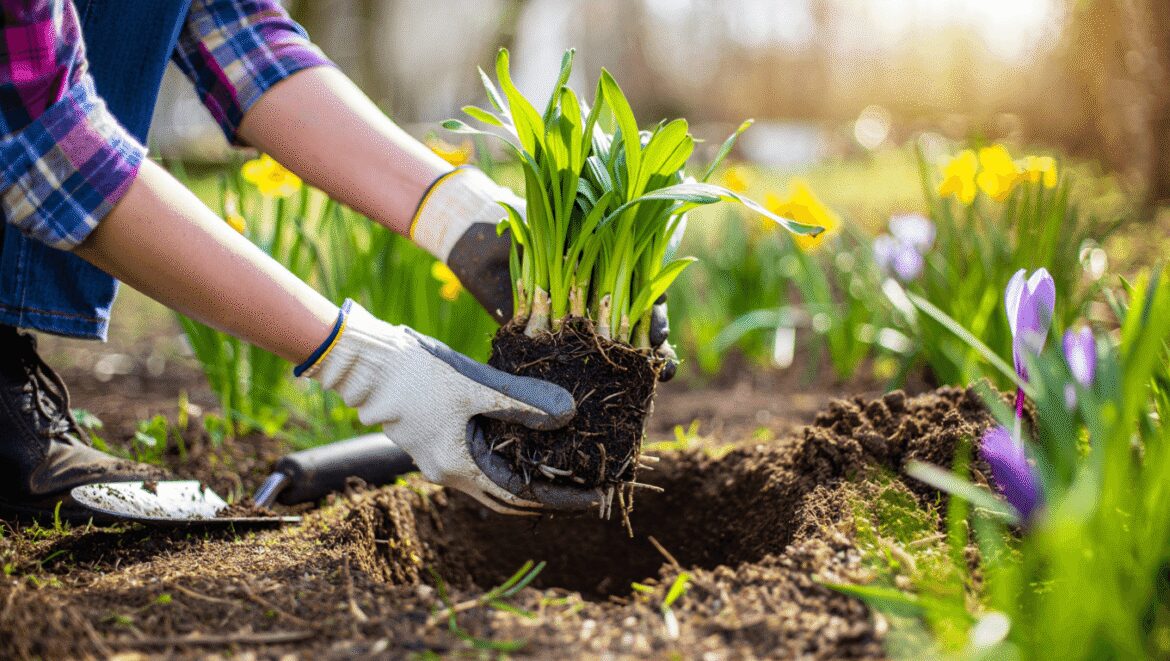 A gardener working to divide transplant perennials April, holding two huge clumps of roots using hands while wearing gloves