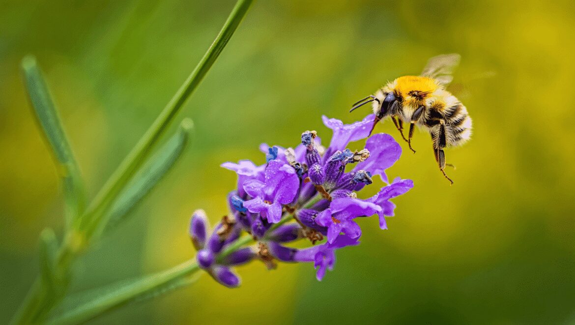 Oenothère de Drummond.