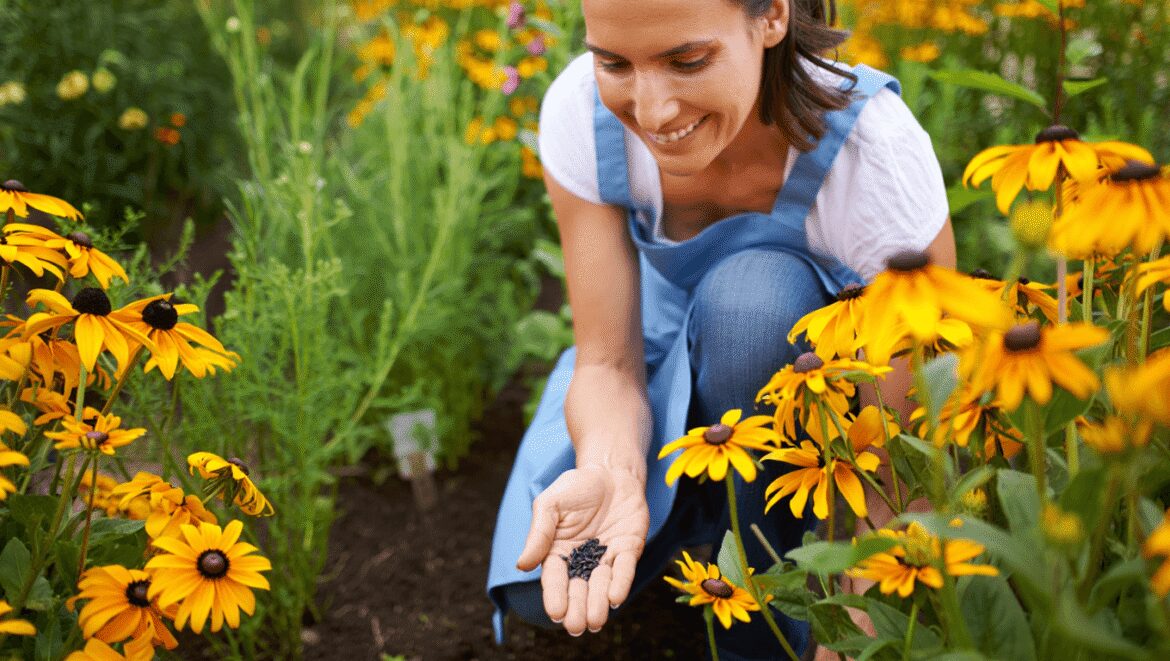 A close-up shot of a large composition of vibrant yellow colored, daisy-like flowers with dark brown centers, showcasing how to grow black-eyed susan seed