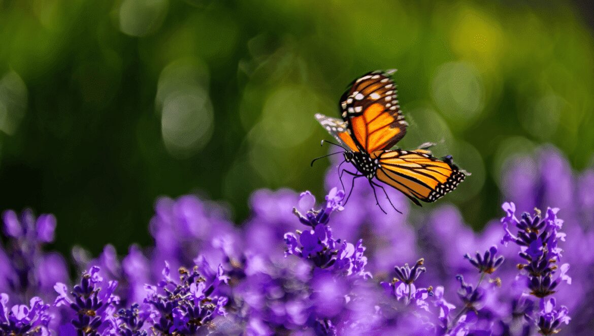 Oenothère de Drummond.