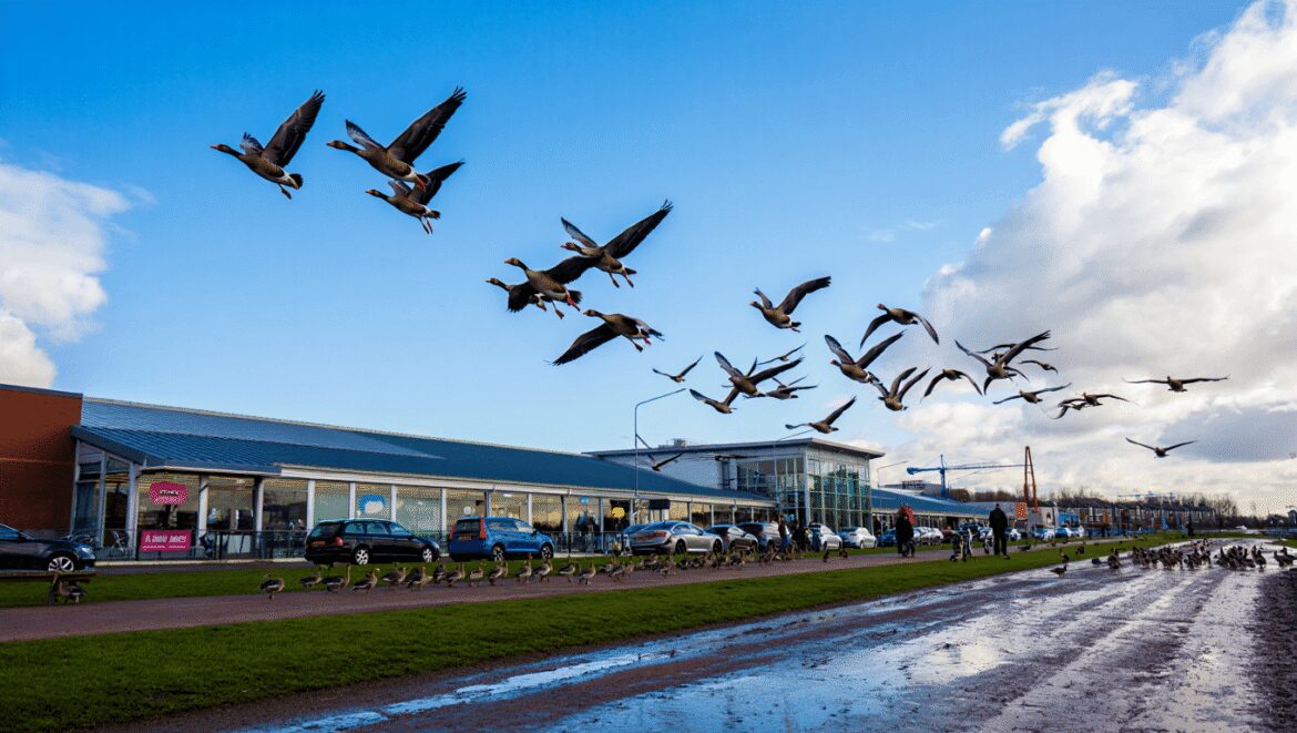 En file indienne avec les oiseaux : Grosbec casse-noyaux, chardonneret élégant et verdier d