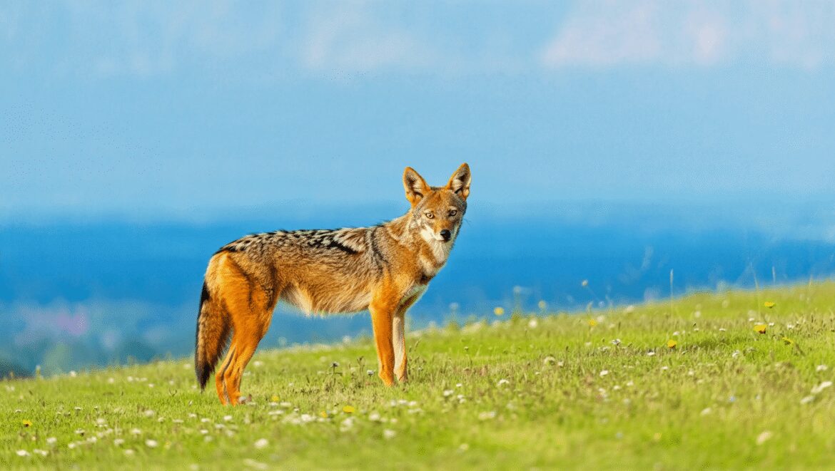 Chacal doré (Canis aureus) dans le Kumana National Park