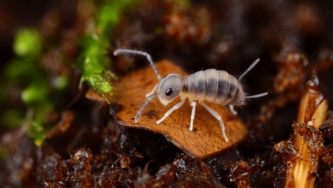 Un collembole sur la planète bleue…