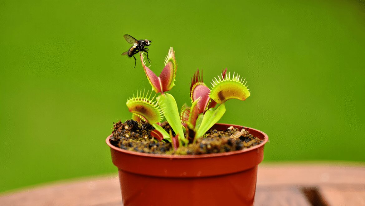 Dionaea muscipula dracula, un des nombreux cultivars existant
