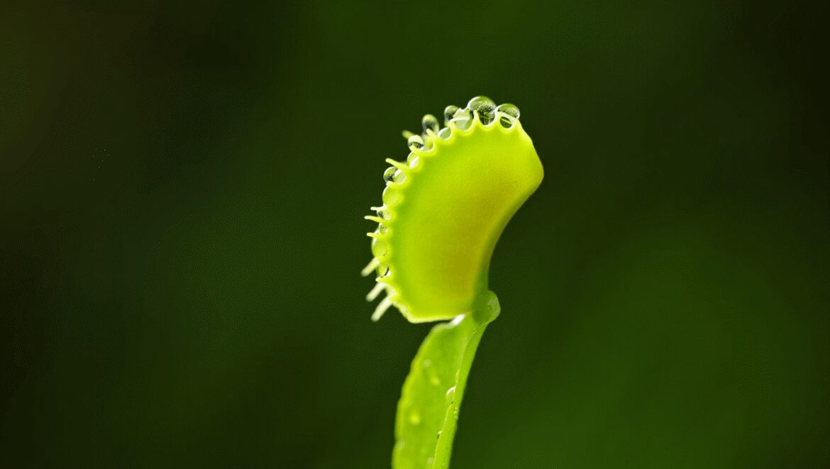 Dionaea muscipula dracula, un des nombreux cultivars existant