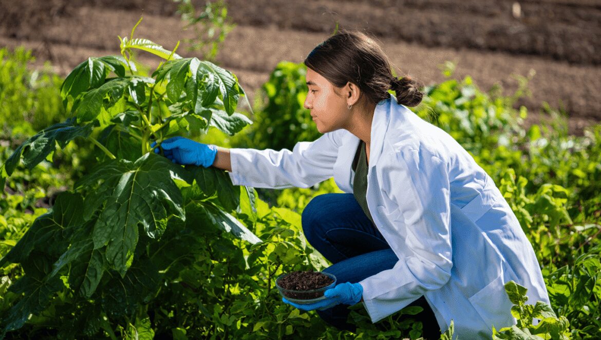 Le coquelicot en phytoremédiation : une espèce bio-indicatrice par excellence du pH d