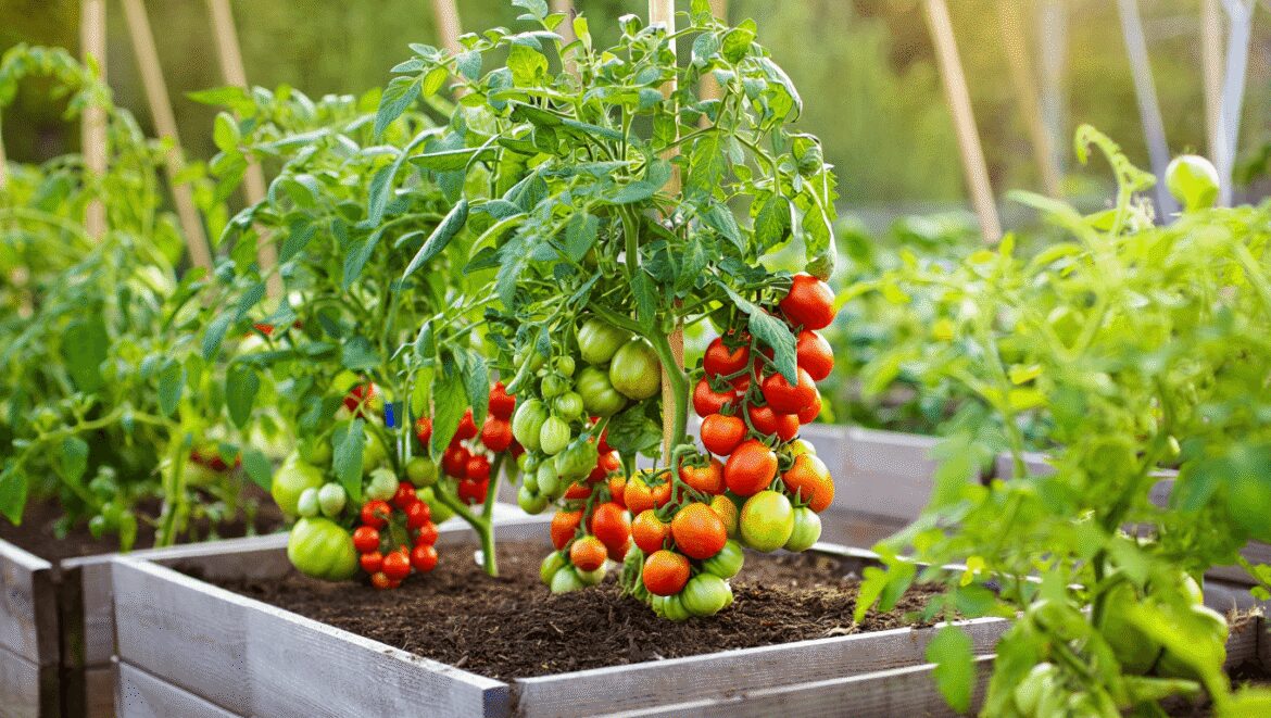 A close-up shot of a basket of freshly harvest ripe and red fruits, alongside a composition of developing fruit-bearing vines on a large brick container, showcasing raised bed tomato varieties