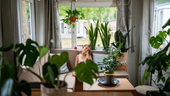 Baissez la température de votre mobil-home de 3°C
pendant la canicule avec ces plantes d'intérieur
