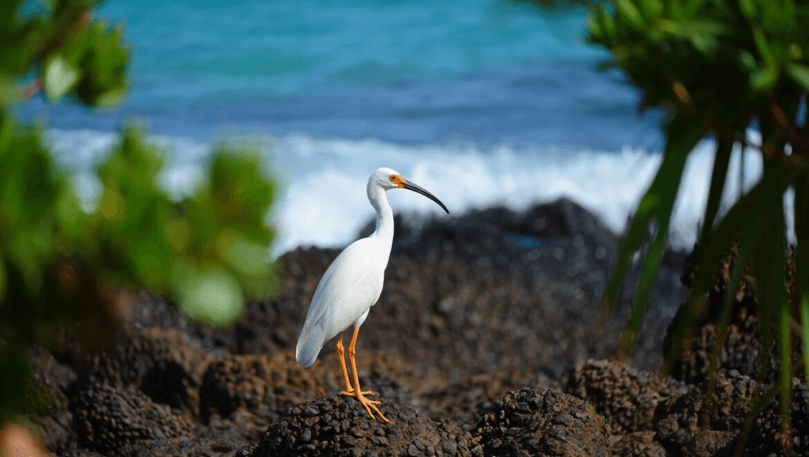 Crabier blanc en plumage nuptial