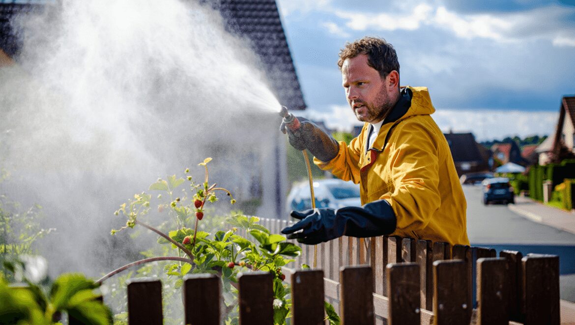 Mon voisin pulvérise des pesticides sur ses
fraises près de chez moi : ce que dit vraiment la loi