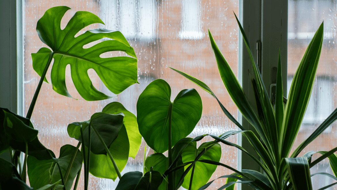 Chaleur après la pluie : ces 3 plantes
d'intérieur transforment votre maison en fournaise
