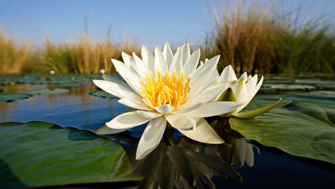 Nénuphar blanc des étangs