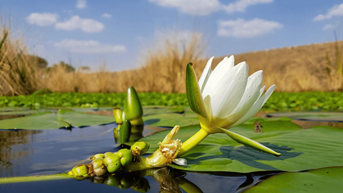 Nénuphar blanc des étangs