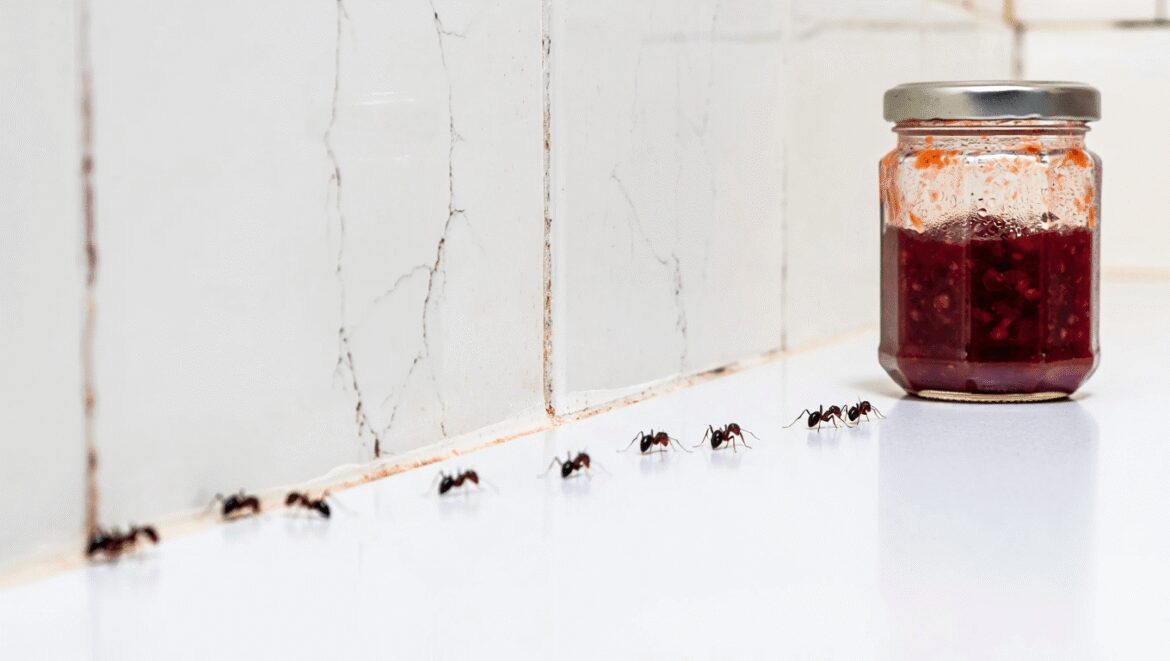 Fourmis dans la cuisine, ce détail oublié sur vos
murs explique pourquoi elles reviennent malgré tous les
produits