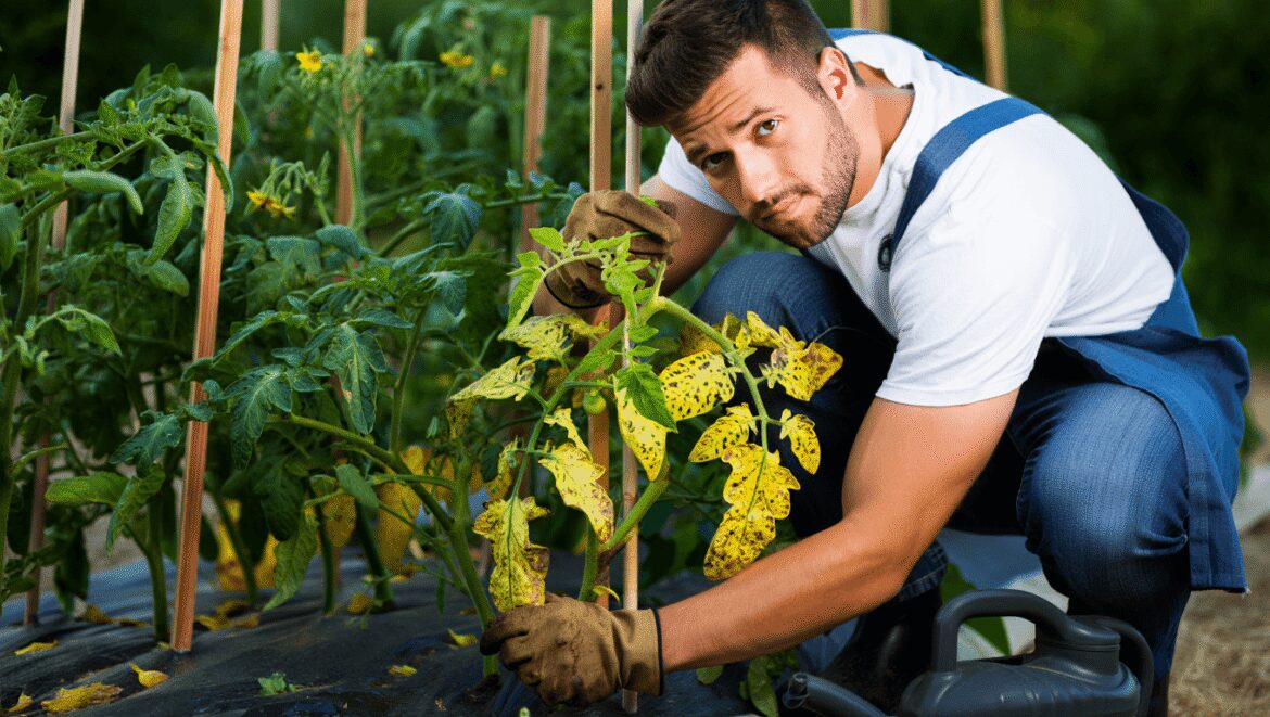 Alternariose sur feuilles de tomate