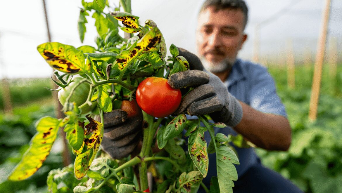 Alternariose sur feuilles de tomate