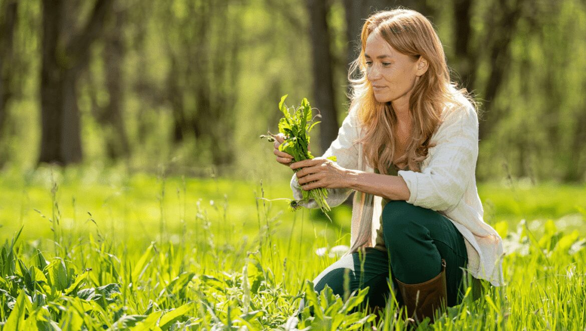 Cueillette des plantes sauvages : les fleurs de pissenlit (Taraxacum officinale) sont délicieuses en apéritif ou en gelée !