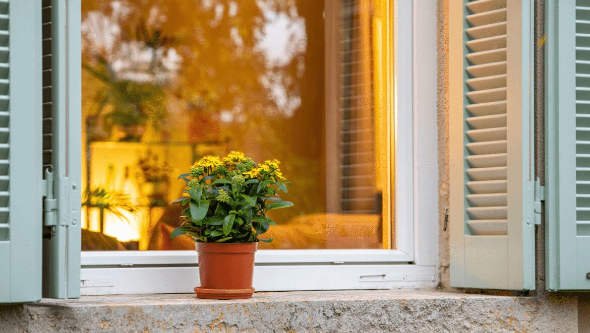 Placez cette plante citronnée à la fenêtre : les
experts la recommandent pour en finir avec les moustiques cet
été