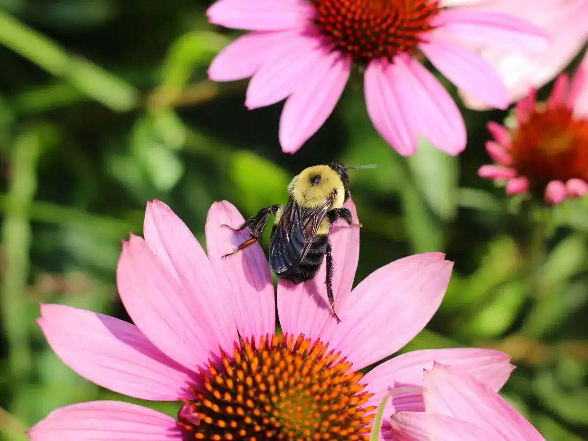 Abeilles et papillons pollinisant des fleurs sauvages locales dans un jardin urbain