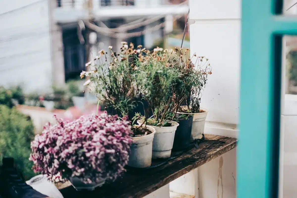 Balcon et jardinière fleuris en milieu urbain créant un micro-habitat pour insectes et oiseaux