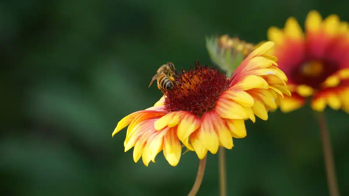 Prairie fleurie composée de plantes indigènes attirant abeilles et papillons