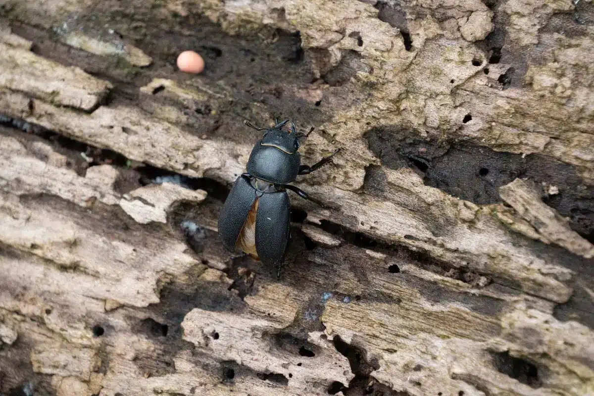 Bois mort et branches empilées créant des micro-habitats pour insectes