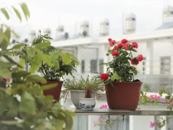 Mains plantant des fleurs sauvages indigènes dans un jardin urbain avec bâtiments en arrière-plan