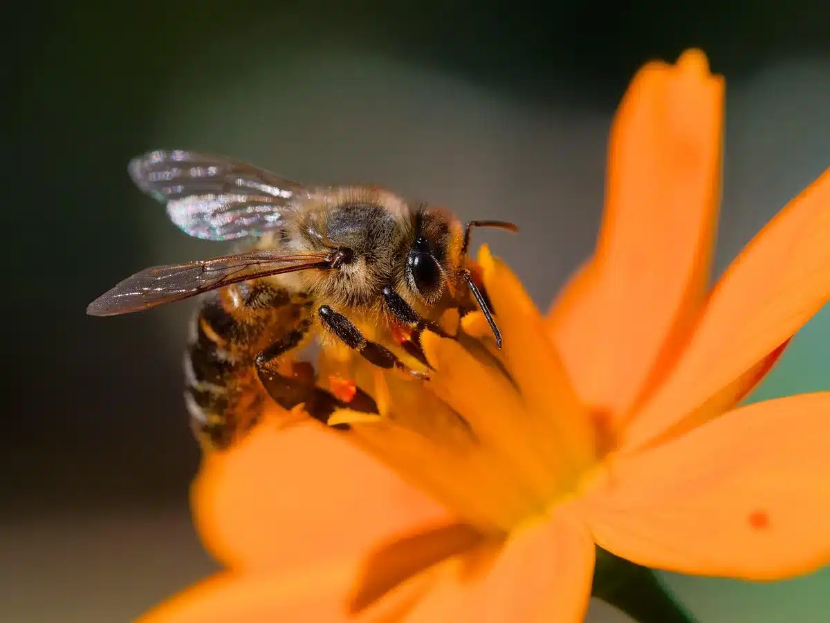Fleurs sauvages indigènes attirant abeilles et bourdons en milieu urbain