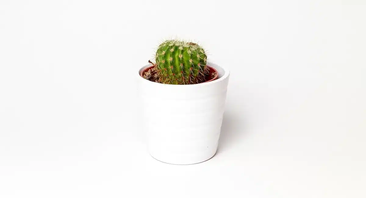 Petit balcon aménagé avec pots de fleurs, couvre-sol et soucoupe d'eau pour insectes