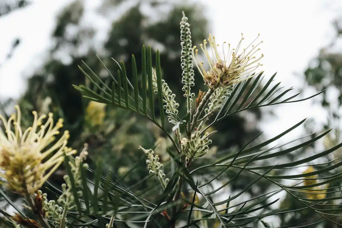 Plantation d'arbustes et fleurs locales dans un espace vert municipal