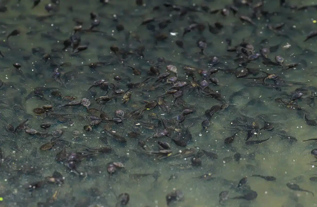 Larves d'insectes aquatiques (plécoptères et trichoptères) dans les graviers d'une rivière pyrénéenne.