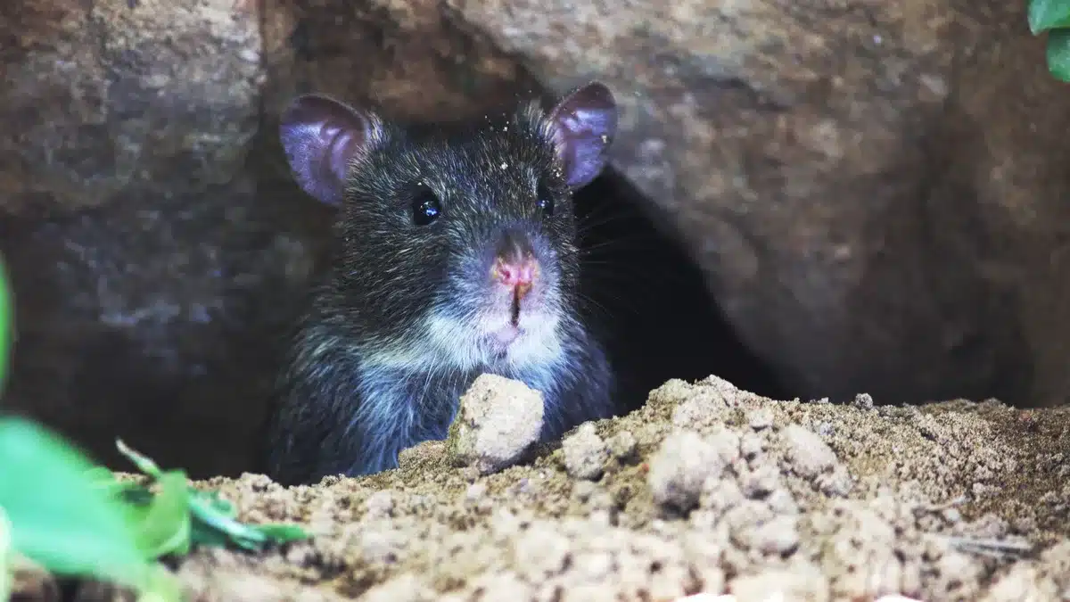 Habitat d'élevage pour rongeurs nocturnes avec terriers et zones d'exercice naturelles