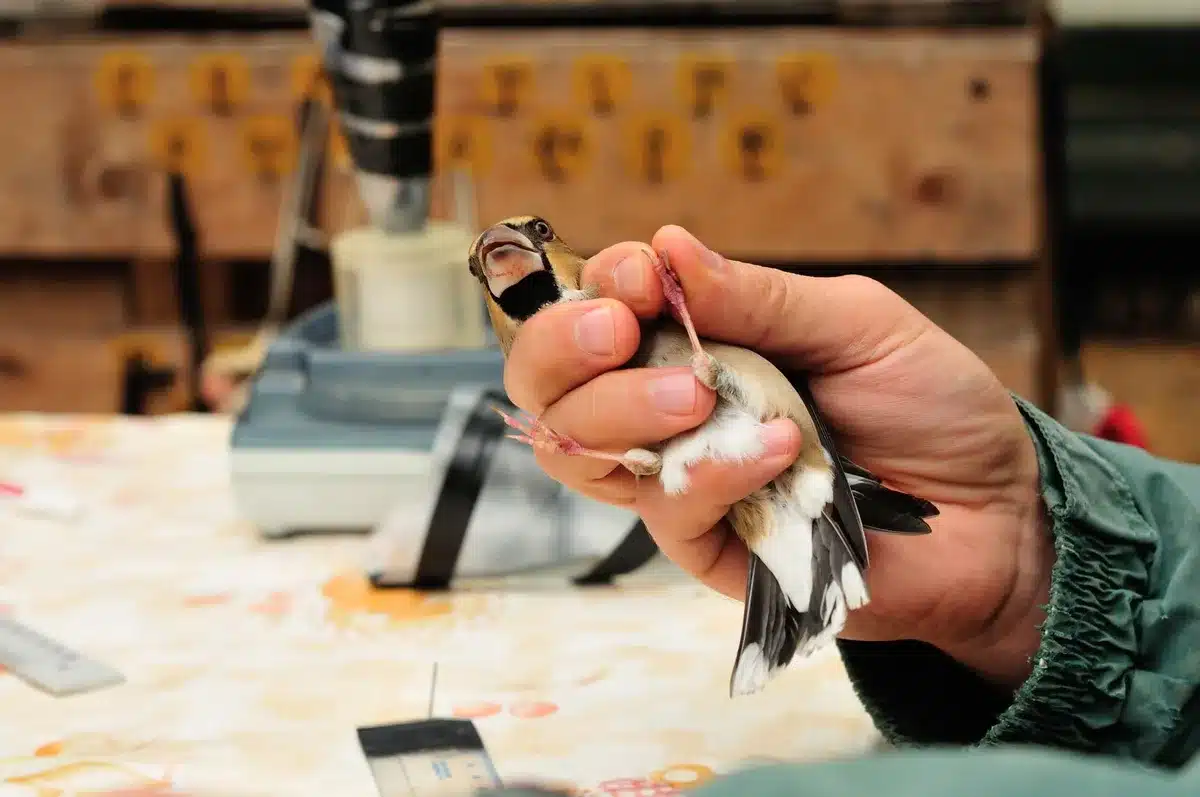 Bénévoles effectuant un comptage d'oiseaux avec fiches de relevé et jumelles