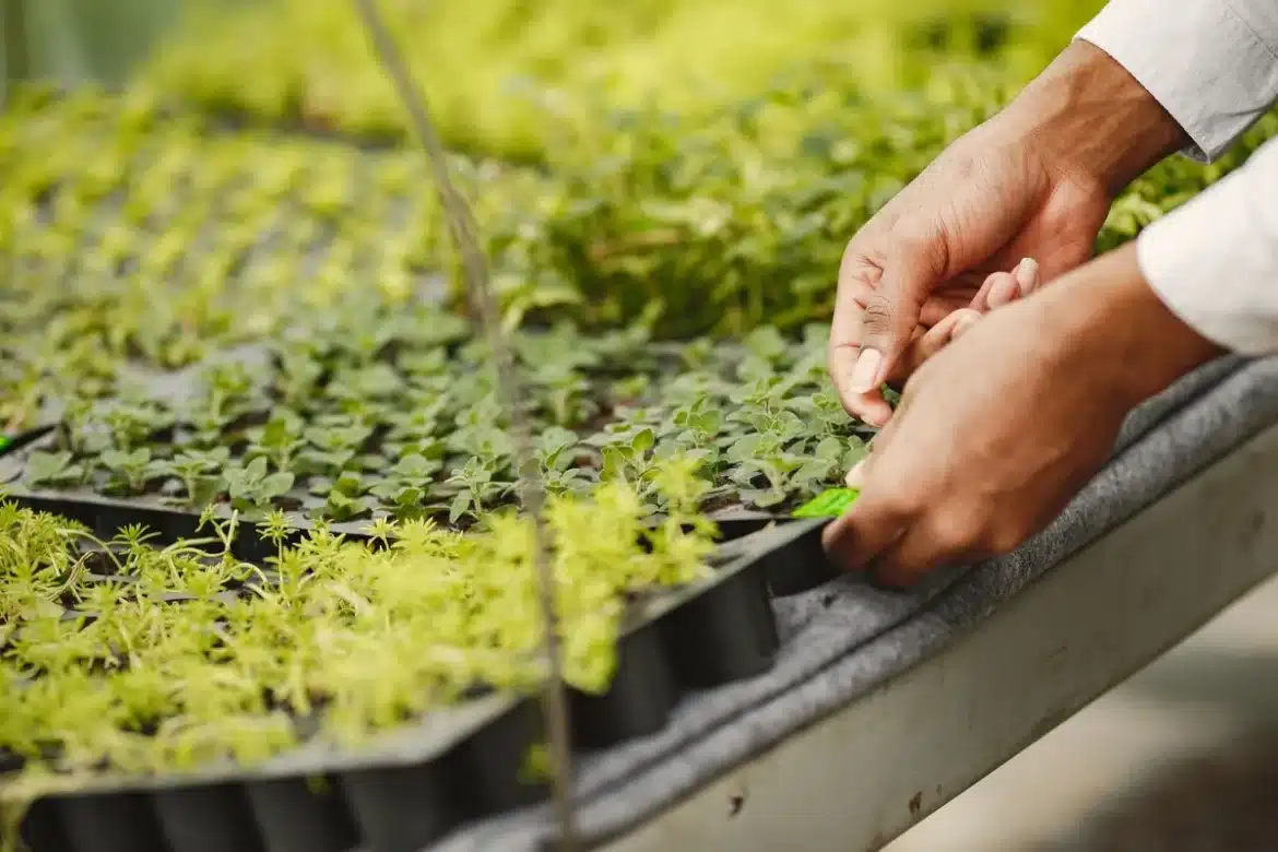 Des mains plantent des jeunes arbres autochtones dans un jardin urbain restauré, entourées de lumière naturelle et de vé