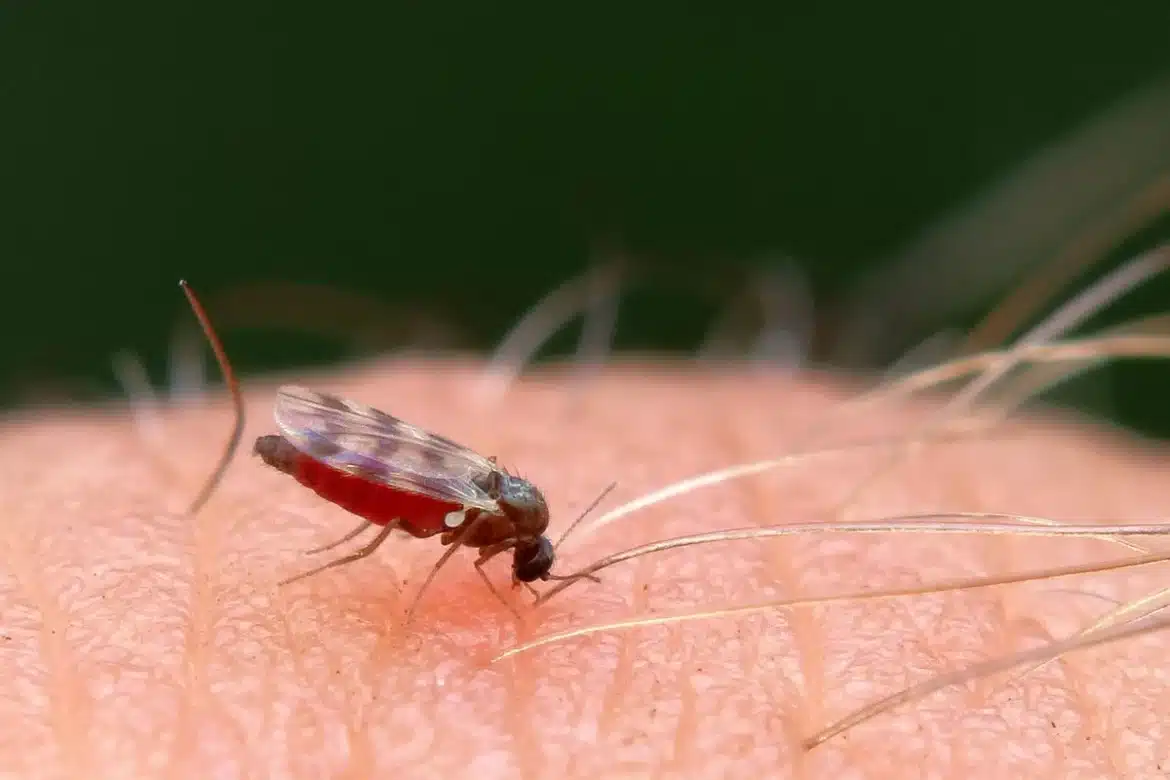 Installation d'une moustiquaire magnétique à une porte ouverte pour empêcher les insectes d'entrer