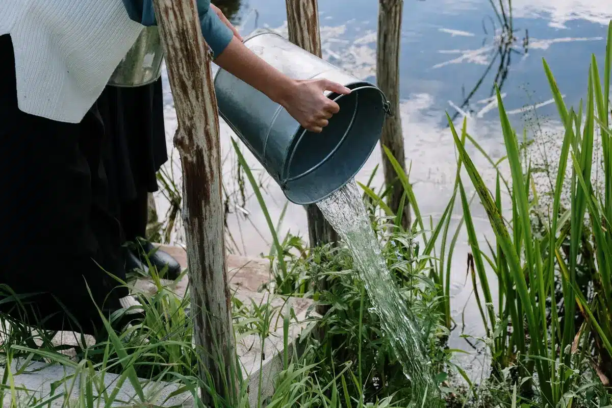 Installation du piège: versement d'eau dans le seau avec matière végétale