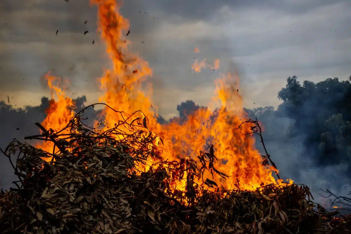 Végétation sèche et résineuse (pins, eucalyptus) accumulée contre une façade, illustrant les risques incendie
