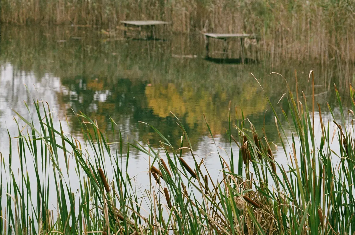Zone humide avec roseaux et végétation dense, habitat typique du rat des moissons.