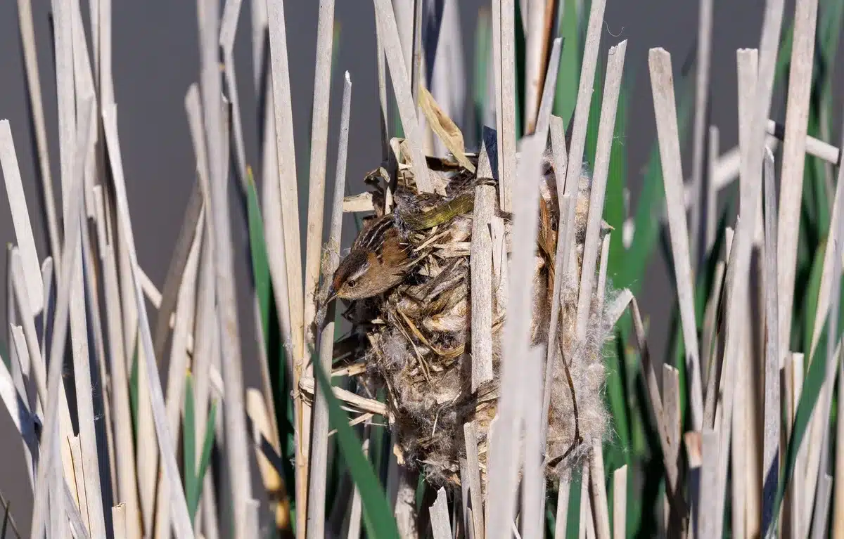 Nid sphérique tressé du rat des moissons intégré à la végétation des roseaux
