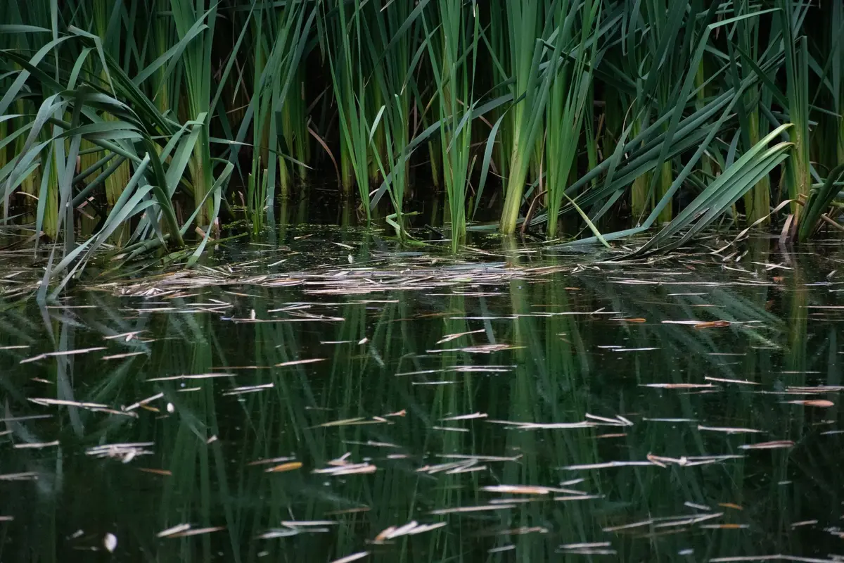 Zone humide avec roseaux et végétation structurée, habitat naturel du rat des moissons