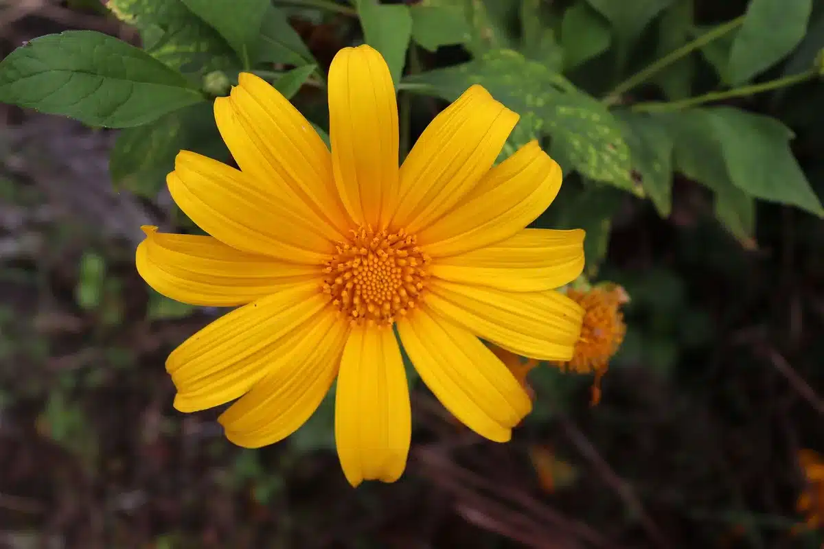 Plant de Tithonia diversifolia montrant les feuilles alternes lobées et capitules jaune-orange