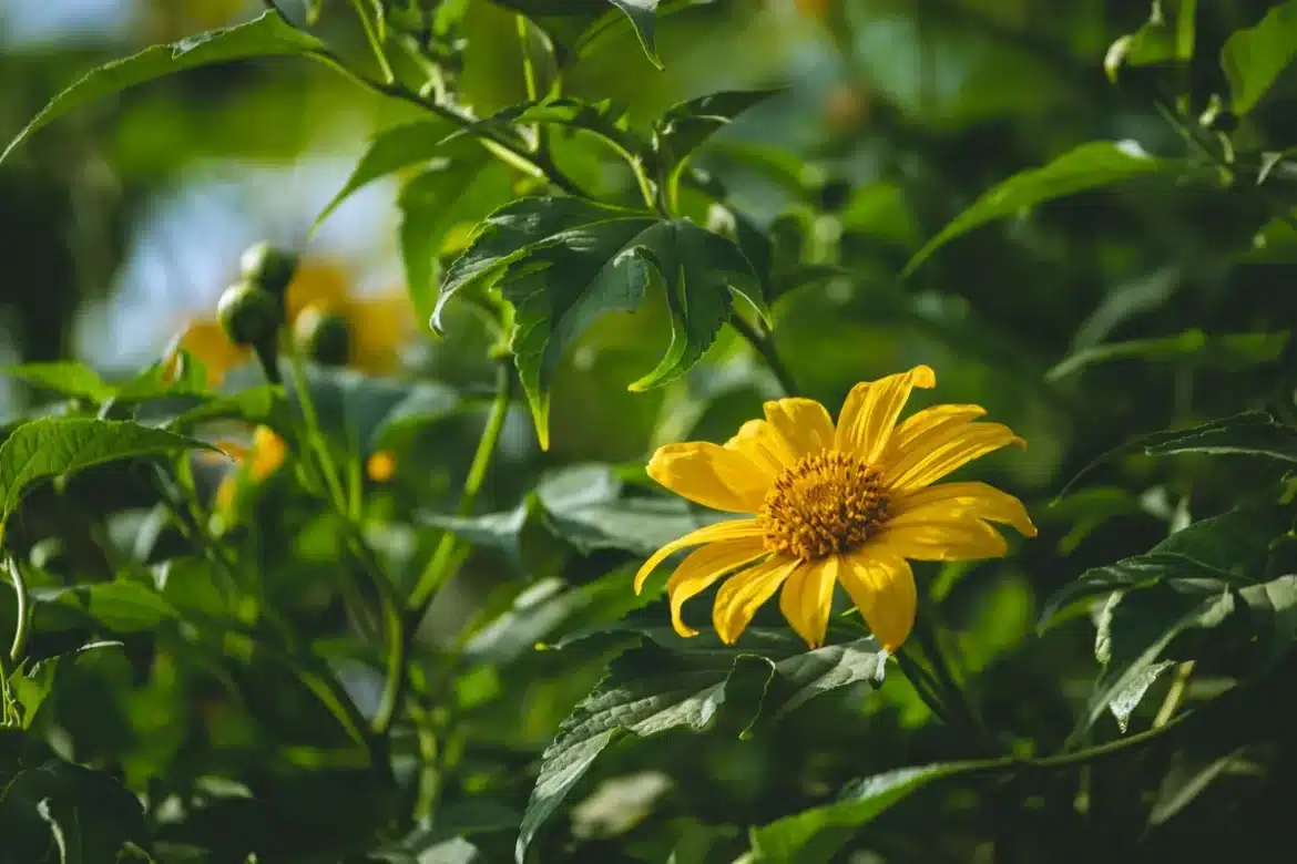 Tiges et feuilles de Tithonia diversifolia avec fleurs jaune-orange sur un sol riche