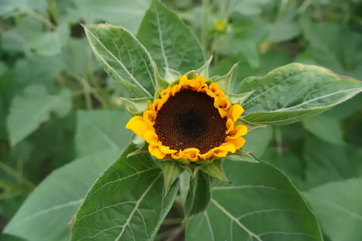 Tithonia diversifolia avec ses capitules jaunes-orange et tiges rigides, symbole d'une plante polyvalente pour l'agricul