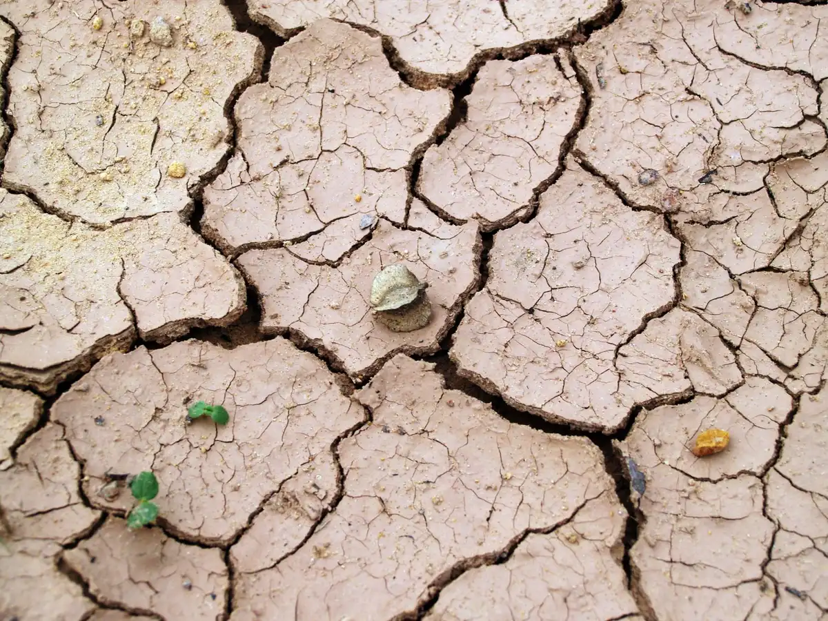 Végétation sèche et sol déshydraté pendant une période de sécheresse intense
