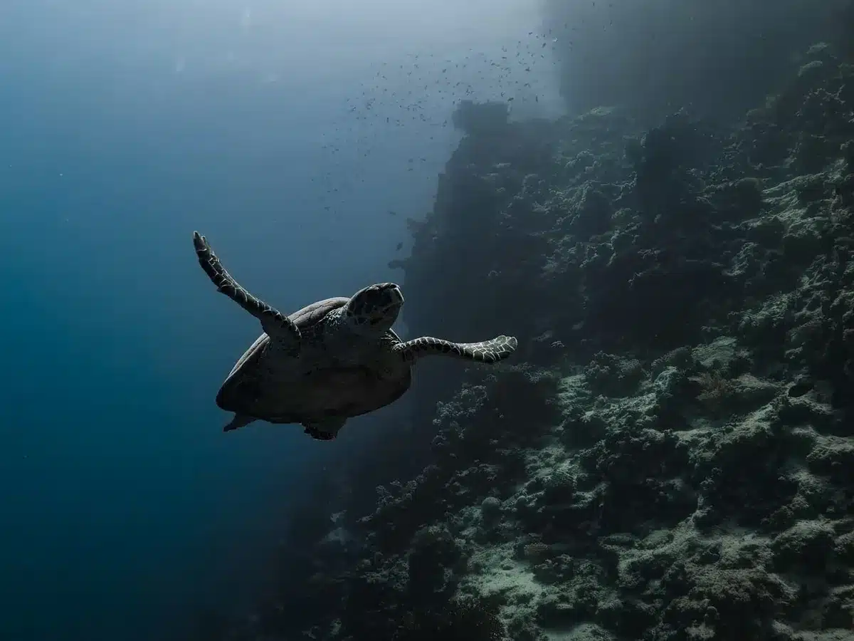 Une tortue olivâtre remontant une plage pour creuser un nid dans le sable