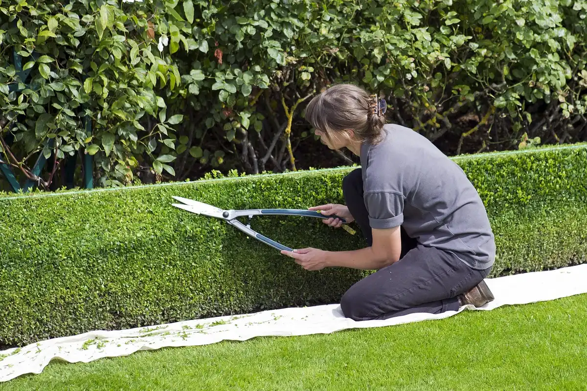 Taille et entretien du lierre sur une façade avec outils de jardinage