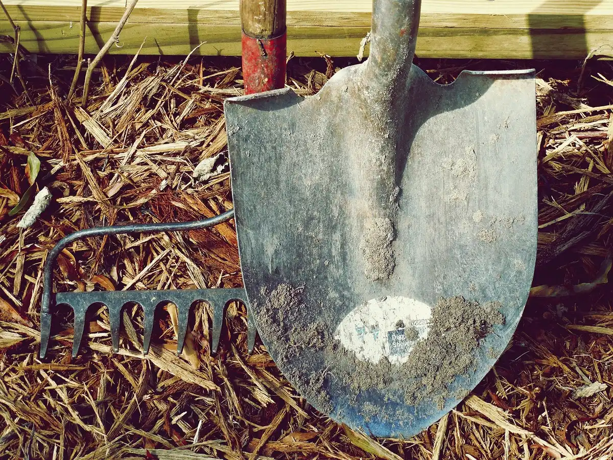 Extraction manuelle des rhizomes et racines d'une plante invasive dans le sol du jardin