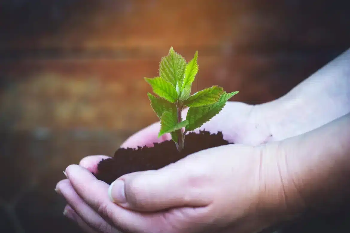Mains gantées arrachant des tiges épaisses de plantes invasives dans un jardin, racines visibles dans le sol