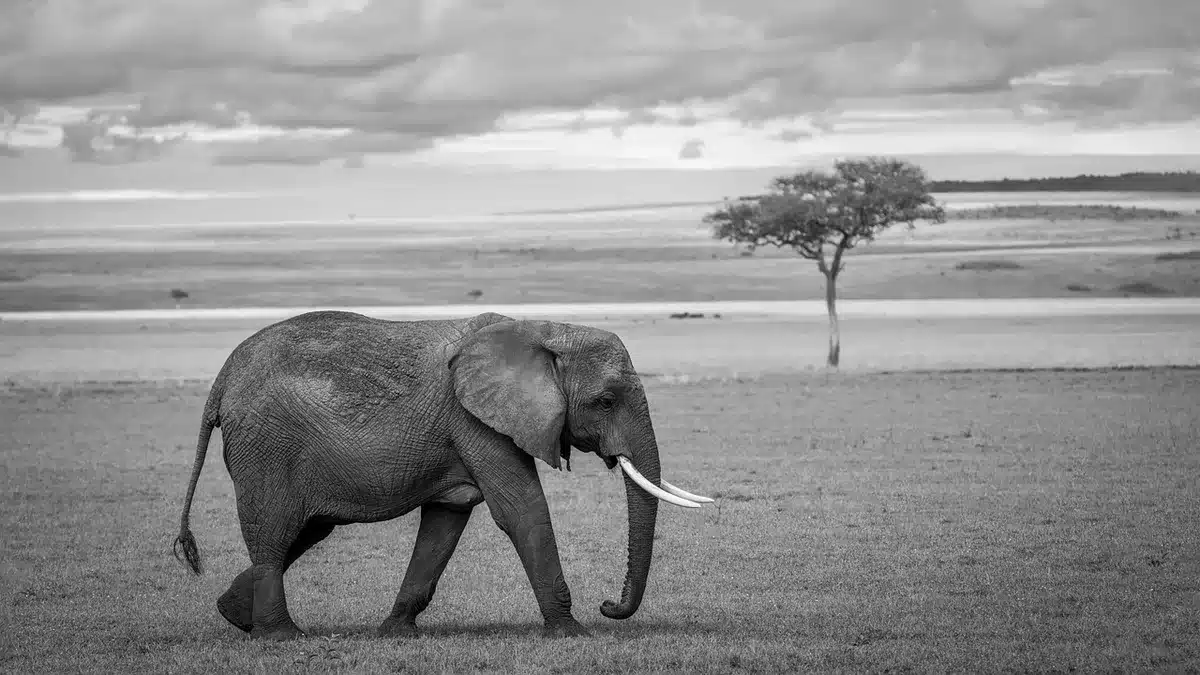 Clôture et champs proches d'éléphants en bordure d'un village